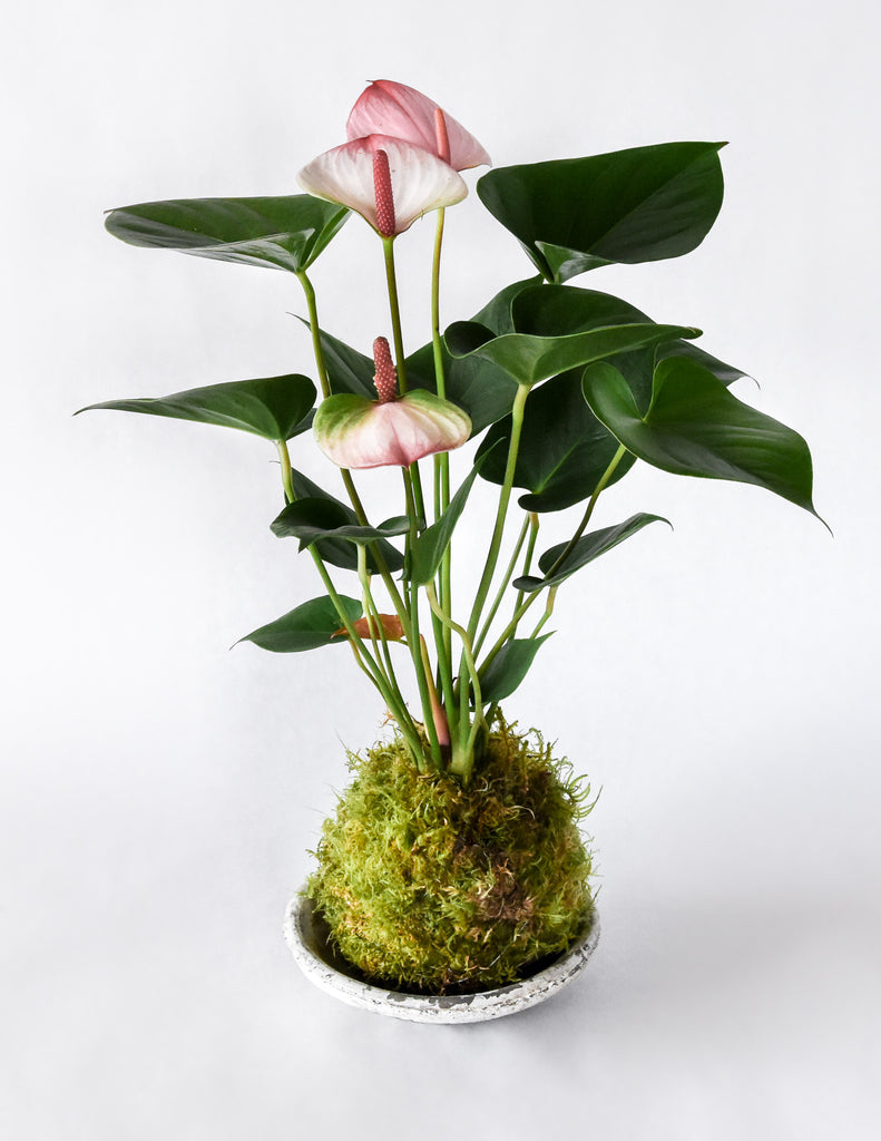Anthurium Kokedama - White Blush - Pistils Nursery