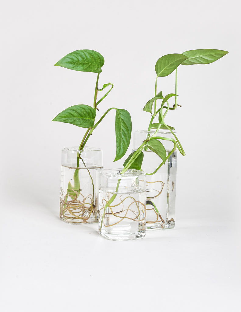 Glass Propagation Vase - Pistils Nursery - Monstera adansonii rooting in glass vessels