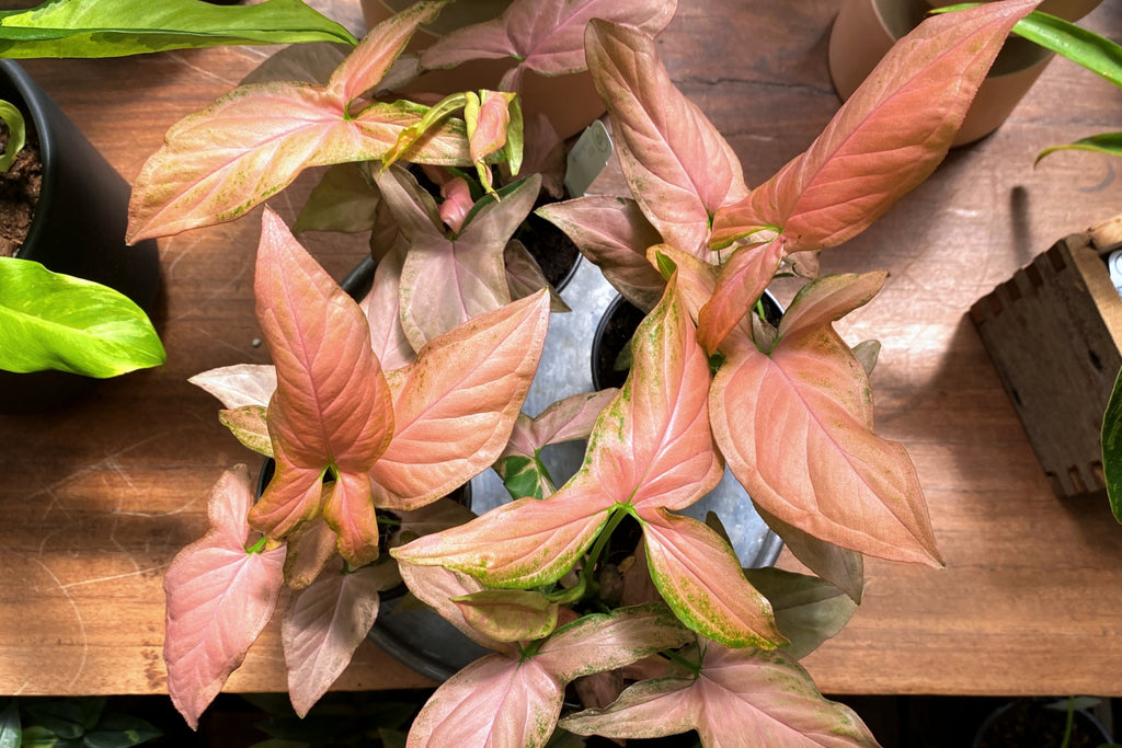 Simply Syngonium: Our Favorite Varieties and How to Care for Them