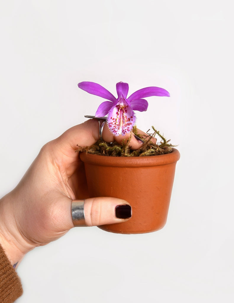 Pleione Orchid pink flower in pot houseplant