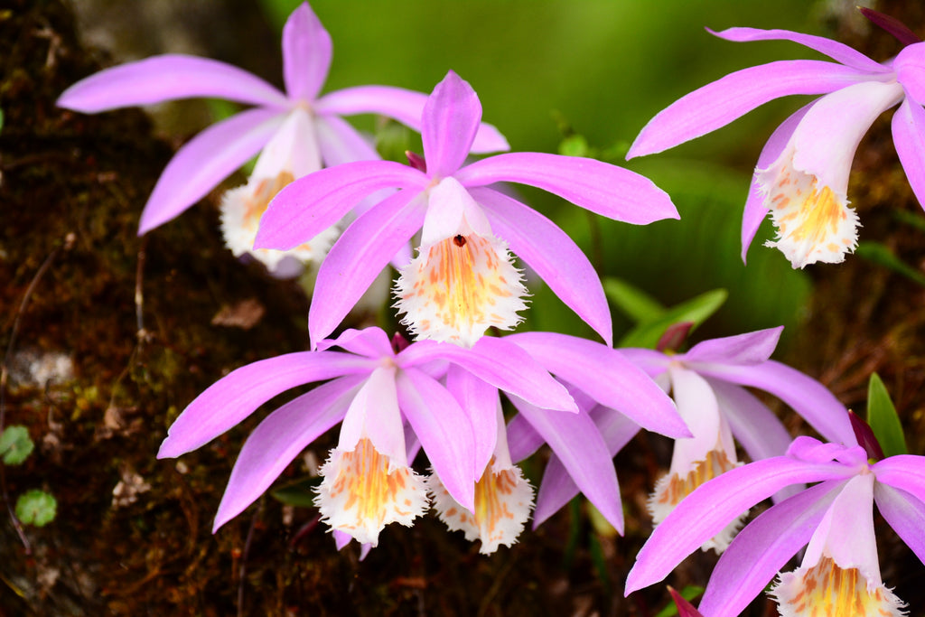 Pleione orchid pink flower in nature close up